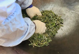 Hadong Mugwort Tea